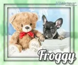 Froggy AKC Male French Bulldog