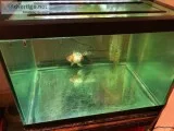 Free Goldfish and Aquarium
