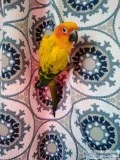 Sun Conure