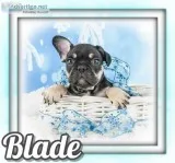 Blade AKC Male French Bulldog