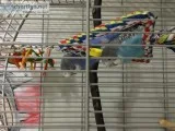 Two parakeets