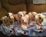 English Bulldog Puppies