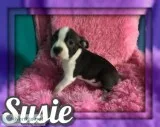 Susie Female Boston Terrier