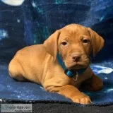 Vizsla Puppies