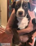 American Staffordshire terriers