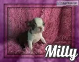 Milly Female Boston Terrier
