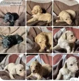 Standard Poodle Puppies