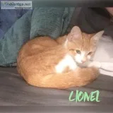 Orange and white kitten 5 months