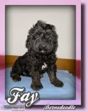 Fay Female F1 Berndoodle