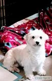 UKC Registered Havanese