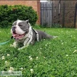 2 Year old Male Pit-bull Bully