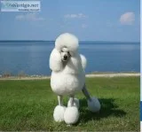 AKC Champion Bred Standard Poodle Puppies