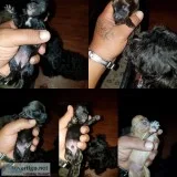 Shorkie poo pups