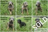 DOBERMAN PUPPIES