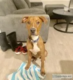 5 month Old Doberman Pitbull For Sale