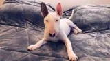 Female bull terrier puppy