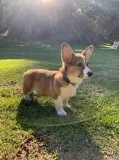 Corgi puppies (Chico Ca)
