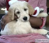 Female golden doodle puppy for sale