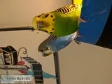 Two Parakeets