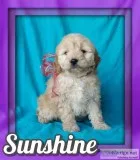 Sunshine Female Mini Goldendoodle