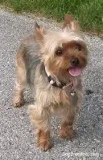 Yorkie Puppy