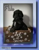 Fido Male F1 Berndoodle
