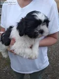 AKC Shih Tzu Puppies