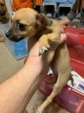 Female Chihuahua Puppy Needs Good Home