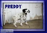 Freddy Male Dalmatian