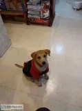 Dog and Cat Clinic Malviya Nagar - Other pets pets for sale