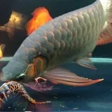 Arowana