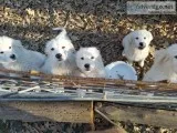 Great Pyrenees