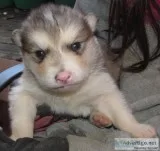 Gold Malamute Pup