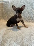 Toy Terrier Puppies - RARE IN THE US