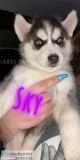 3 beautiful Siberian huskies puppies