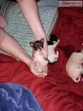 T-cup Chihuahua