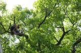 Searching for the service of Tree Trimming in Fergus