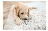 San Antonio Carpet Cleaners  juststeamitcleaners. com