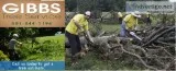 Immediately remove tree stump with Expert Assistance from Gibbs 