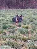 Long Coat German Shepherd