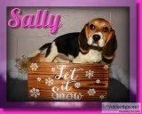 Sally Female Beagle