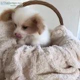 Papillon pups pups that needs a good home