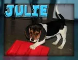 Julie Female Beagle