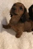 Long Hair Mini Dachshund Male Pup