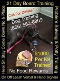 No more chasing your dog