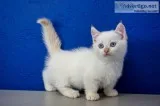 Male and female Munchkin Kittens ready for sale