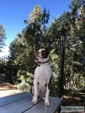 1 12 yo female pitbull mix