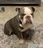 Lilac Tri English Bulldog (Male)