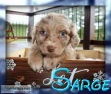 Sarge Male Aussiedoodle