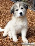 Great Pyrenees Dogs